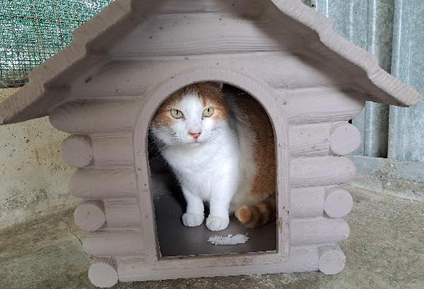 Kiwi, Una Famiglia Per Un Bel Musetto